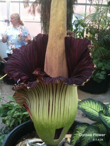 Corpse Flower12